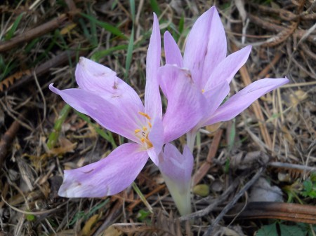 Colchicum - Pindos